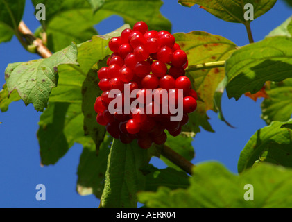 Fruits rouges sur Guelder Rose (Viburnum opulus 'Compactum' arbuste) contre un ciel bleu en hiver. Sussex, Angleterre, RU Banque D'Images