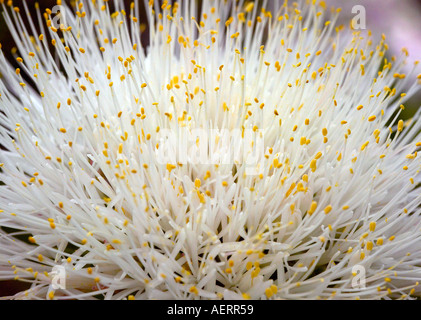 Close up of les fleurs du pinceau (Haemanthus albiflos) Banque D'Images