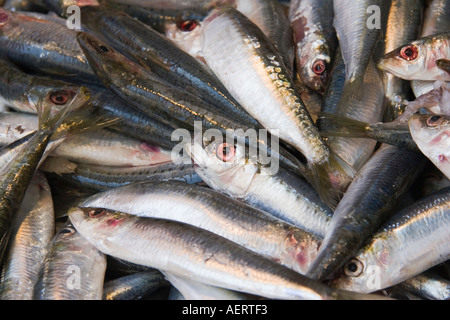 Marché de poissons Sardines au Rialto Venise Italie Banque D'Images