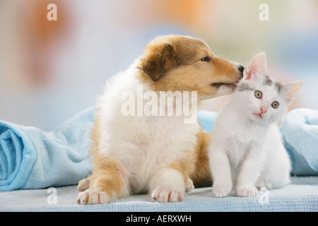 Amis des animaux : chaton et chiot Sheltie Banque D'Images