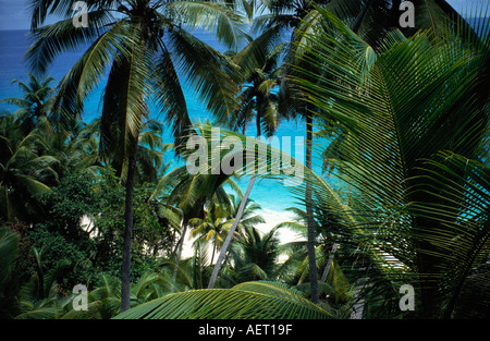 Coconut grove fregate Island Seychelles Banque D'Images