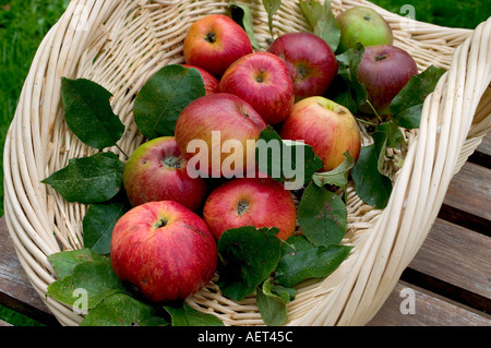 ROYAL GALA POMMES ROUGES AVEC DES FEUILLES DANS UN panier en osier blanc Banque D'Images