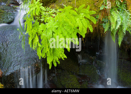 Fougères et cascade sur Watson Creek Umpqua National Forest Oregon Banque D'Images