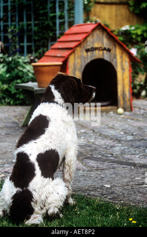 Le chien et le chenil au jardin Banque D'Images