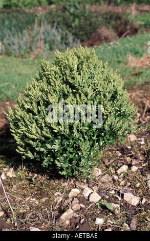 Les jeunes fort tree Buxus sempervirens dans jardin close up of small bush Banque D'Images