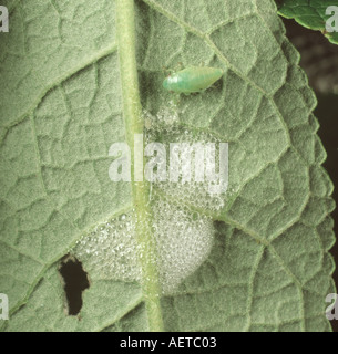 Philaenus spumarius froghopper commune une nymphe sur une feuille avec cuckoo cracher qu'il a exsudé Banque D'Images