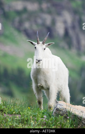 La Chèvre de montagne Oreamnos americanus adulte avec manteau d'été le Glacier National Park du Montana USA Juillet 2007 Banque D'Images