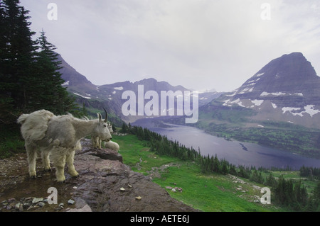 La Chèvre de montagne Oreamnos americanus adultes ayant été l'un des manteaux manteau d'hiver d'excrétion du lac caché le Glacier National Park du Montana Banque D'Images