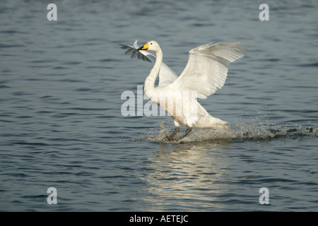 Cygne chanteur Cygnus cygnus LANDING WELNEY NOVEMBRE WWT Banque D'Images