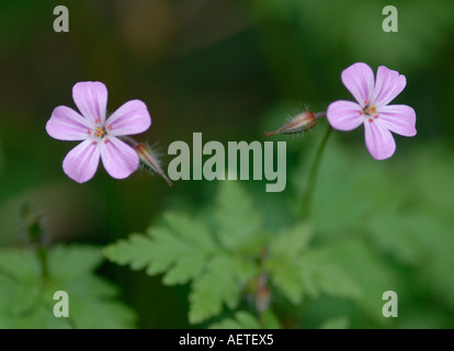 Fleurs roses d'Herb Robert Banque D'Images