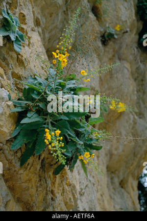 Molène VERBASCUM ARCTURUS SUR LE MUR D'UNE GORGE, Crete Banque D'Images