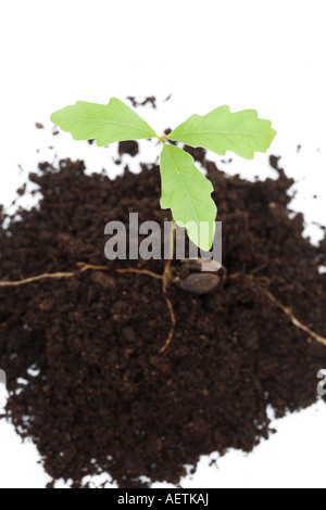 Oak tree pousse dans le compost sur un fond blanc Banque D'Images