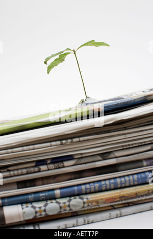 Oak tree plant venant dans un tas de journaux Banque D'Images