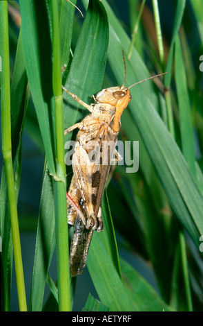 Criquet australien sur l'herbe Banque D'Images