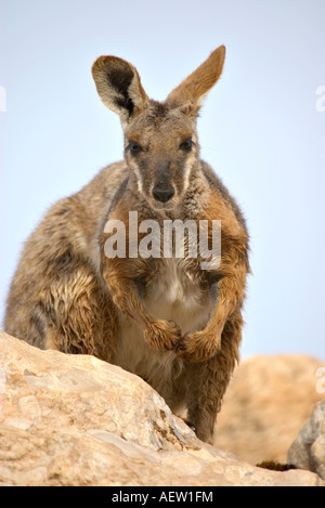 Belle image d'un rock wallaby à pieds jaunes Banque D'Images