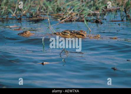 Close up of Crocodile du Nil piscine Delta de l'Okavango au Botswana Banque D'Images