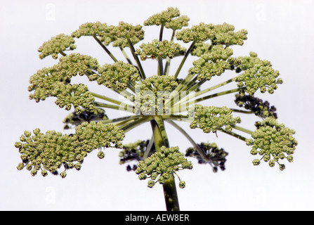 Angelica archangelica flowerhead nom commun Saint-esprit Banque D'Images