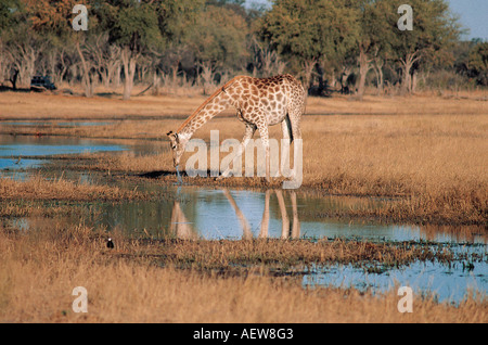 Girafe commun de boire à la Rivière Kwaï Delta de l'Okavango au Botswana Banque D'Images