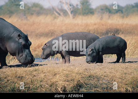 Hippopotame femelle juvénile avec bébé et le repos et la recherche de l'herbe sur la rivière Kwai Delta de l'Okavango au Botswana Banque D'Images