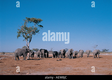 Rassemblement des éléphants à un étang Parc National de Chobe au Botswana Afrique du Sud Banque D'Images