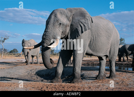 Un grand éléphant mâle mature à un bourbier près de Savuti au sud le Parc National de Chobe au Botswana Afrique du Sud Banque D'Images