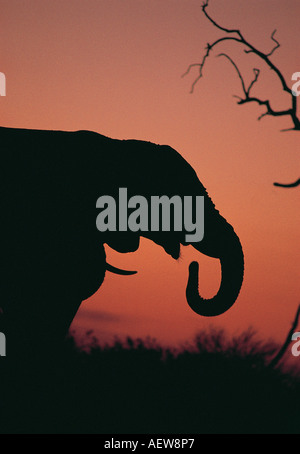 Profil de la tête d'un éléphant silhouetté contre le Ciel de coucher du soleil près de Savuti au sud le Parc National de Chobe au Botswana Banque D'Images