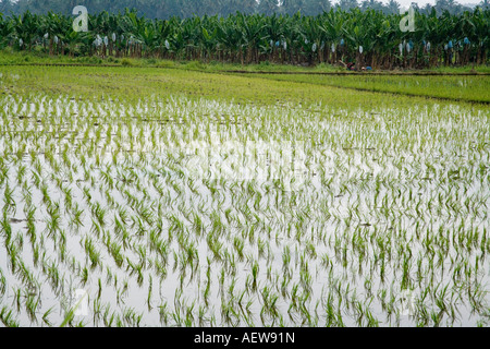 Champ de riz avec du riz nouvellement plantées dans Calinan Davao Philippines Banque D'Images