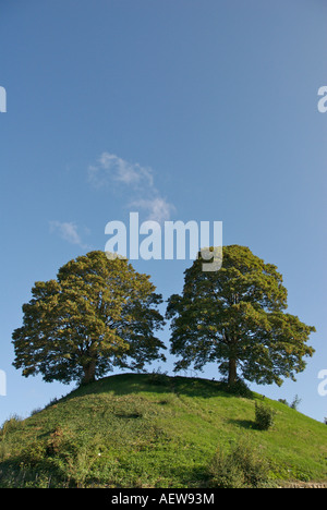 Chêne double arbres plantés sur un monticule à l'extérieur du Château d'Oxford au Royaume-Uni Banque D'Images