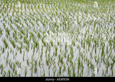 Champ de riz avec du riz nouvellement plantées dans Calinan Davao Philippines Banque D'Images