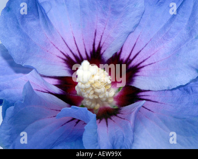 Close up d'un Hibiscus syriacus 'Blue Bird' Oiseau Bleu flowerhead Banque D'Images