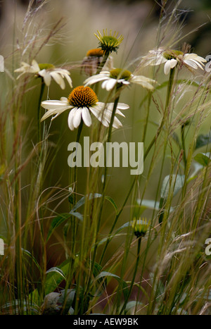 'White Lustre' Echinacea ou Coneflowers Banque D'Images