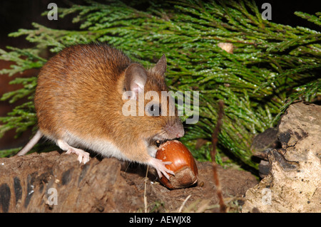 Woodmouse mangeant une noisette Banque D'Images