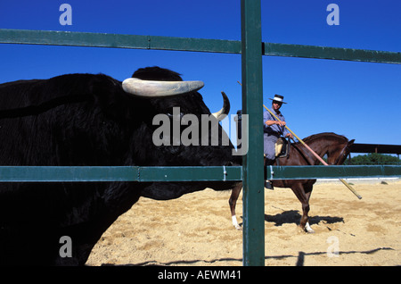 La formation d'un rejoneador sur un cheval Pure Race Espagnol Banque D'Images