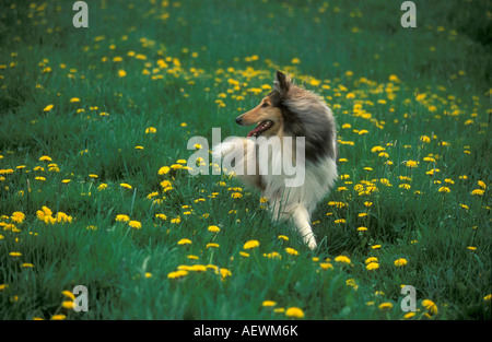 Collie dans un champ de pissenlits Banque D'Images