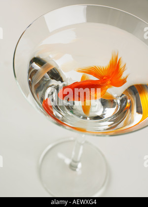 Les poissons rouges nageant dans un verre à martini Banque D'Images