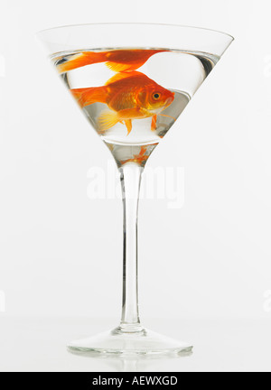 Les poissons rouges nageant dans un verre à martini Banque D'Images