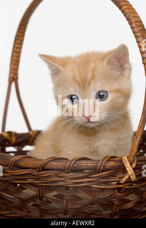 Portrait de chaton dans un panier Banque D'Images