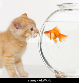 Chaton et du poisson rouge à l'un l'autre Banque D'Images