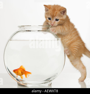 Chaton essaie de savoir un poisson rouge Banque D'Images