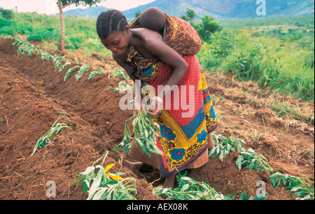 Femme la plantation de patates douces dans le district de Morogoro, Tanzanie. Banque D'Images