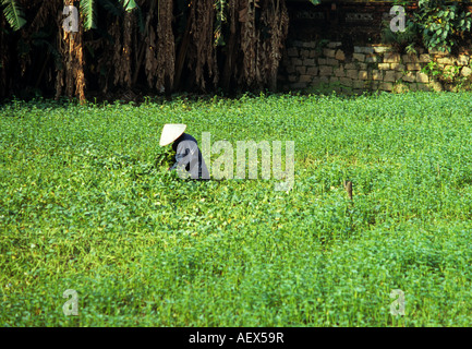 Agriculteur en chapeau conique qui travaillent dans le champ inondé à la collecte de l'eau plantes épinards, Hoi An, Viet Nam Banque D'Images