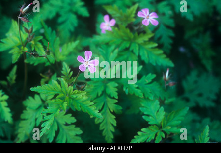 Close up of rose flowerheads et long fruits frais et vert printemps feuilles de géranium robertianum herbe Robert ou Banque D'Images