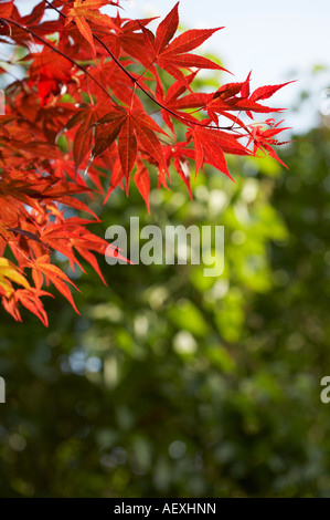 Acer palmatum atropurpureum érable japonais Banque D'Images