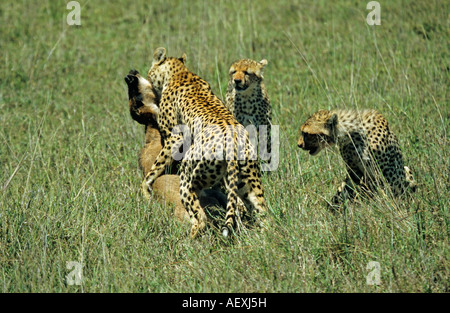 Le guépard Acinonyx jubatus faire un kill sur un veau Gnous sur l'Afrique de l'Est Tanzanie Serengeti Banque D'Images