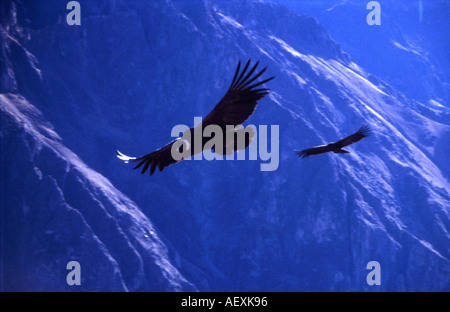 Deux condors survolent les Andes, le canyon de Colca, au Pérou Banque D'Images