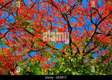 Arbre à fleurs Gulmohar, plante royale de poinciana, espèce Delonix regia Banque D'Images