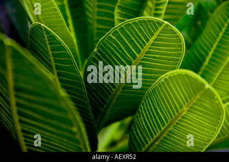 Feuilles vertes de la fleur de Champa avec motif sur les deux côtés des feuilles Banque D'Images