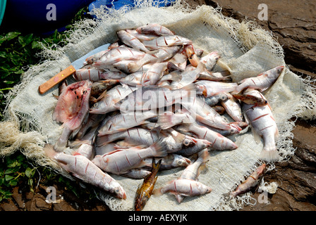 Le poisson Tilapia fraichement pêchés au petit village de pêcheurs de Dunga sur la rive du lac Victoria près de Kisumu au Kenya Banque D'Images