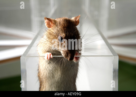 Rat de laboratoire en psychologie expérimenter labyrinthe de verre dans un laboratoire scientifique Banque D'Images