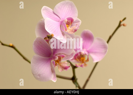 Fleurs orchidée papillon rose Banque D'Images